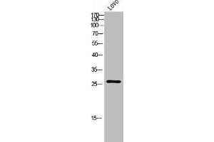 Western Blot analysis of LOVO cells using C/EBP δ/ε Polyclonal Antibody (CEBPD, CEBPE 抗体  (C-Term))