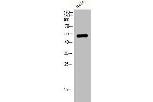 Western Blot analysis of HELA cells using JNK3 Polyclonal Antibody (ERK2 抗体  (C-Term))