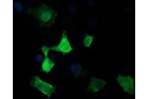 Image no. 2 for anti-Mitogen-Activated Protein Kinase Kinase 3 (MAP2K3) antibody (ABIN1499398) (MAP2K3 抗体)