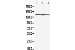 Anti-Eif3b antibody, Western blotting Lane 1: HELA Cell Lysate Lane 2: 293T Cell Lysate Lane 3: A431 Cell Lysate (EIF3B 抗体  (C-Term))
