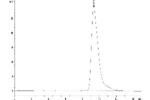 The purity of Mouse Fc gamma RIII is greater than 95 % as determined by SEC-HPLC. (Fc gamma RII (CD32) (AA 32-215) protein (His tag))