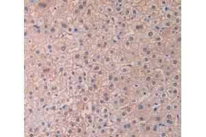 Used in DAB staining on fromalin fixed paraffin- embedded liver tissue (desert Hedgehog 抗体  (AA 43-190))