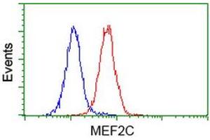 Image no. 2 for anti-Myocyte Enhancer Factor 2C (MEF2C) antibody (ABIN1499364) (MEF2C 抗体)