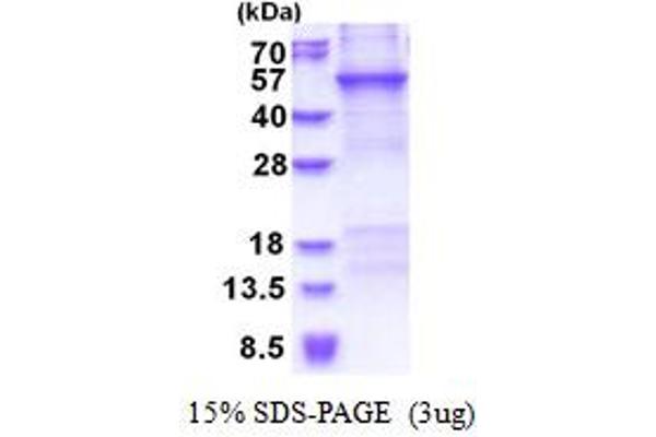 CRTAP Protein (AA 27-401) (His tag)