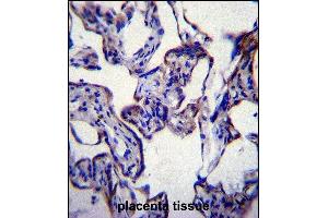 FASN Antibody (Center) (ABIN391654 and ABIN2841563) immunohistochemistry analysis in formalin fixed and paraffin embedded human placenta tissue followed by peroxidase conjugation of the secondary antibody and DAB staining. (Fatty Acid Synthase 抗体  (AA 942-973))