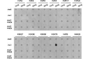 Dot Blot (DB) image for anti-Histone 3 (H3) (H3K79me) antibody (ABIN3023272)