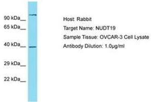 NUDT19 抗体  (AA 89-138)
