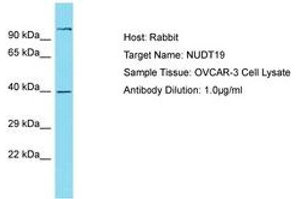 NUDT19 抗体  (AA 89-138)