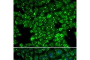 Immunofluorescence analysis of U2OS cells using LYZL6 Polyclonal Antibody (LYZL6 抗体)