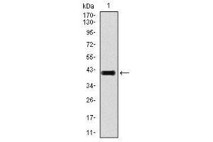 Image no. 2 for anti-Transforming Growth Factor, beta 1 (TGFB1) antibody (ABIN1491617) (TGFB1 抗体)