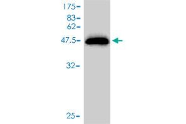 UBE2M antibody  (AA 1-183)