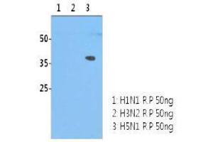 Image no. 1 for anti-Influenza Hemagglutinin HA1 Chain antibody (Influenza A Virus H5N1) (AA 17-338) (ABIN1107750) (Influenza Hemagglutinin HA1 Chain 抗体 (Influenza A Virus H5N1) (AA 17-338))
