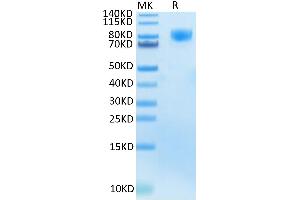 SDS-PAGE (SDS) image for Colony Stimulating Factor 1 Receptor (CSF1R) (AA 20-512) protein (His-Avi Tag) (ABIN7274427)
