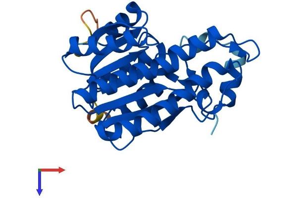 HSD17B8 Protein (AA 1-261) (His tag)
