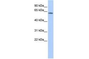 Image no. 1 for anti-Potassium Voltage-Gated Channel, Subfamily G, Member 4 (Kcng4) (AA 144-193) antibody (ABIN6740427) (KCNG4 抗体  (AA 144-193))