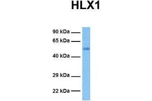 Host:  Rabbit  Target Name:  HLX1  Sample Tissue:  Human Ovary Tumor  Antibody Dilution:  1. (HLX 抗体  (Middle Region))