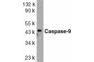 Image no. 1 for anti-Caspase 9, Apoptosis-Related Cysteine Peptidase (CASP9) (AA 41-56) antibody (ABIN201919) (Caspase 9 抗体  (AA 41-56))