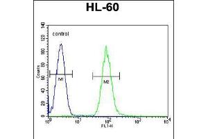 Flow cytometric analysis of HL-60 cells (right histogram) compared to a negative control cell (left histogram). (DPP3 抗体  (C-Term))