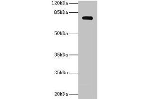 Western blot All lanes: MON1A antibody at 2 μg/mL + U251 whole cell lysate Secondary Goat polyclonal to rabbit IgG at 1/10000 dilution Predicted band size: 73, 45, 34, 56, 63 kDa Observed band size: 73 kDa