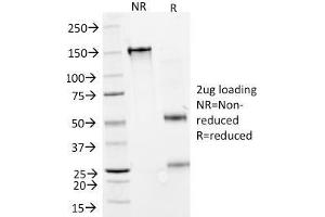 SDS-PAGE (SDS) image for anti-Glutamate Decarboxylase 1 (Brain, 67kDa) (GAD1) (AA 72-135) antibody (ABIN6939481)