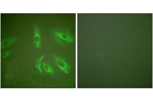 Immunofluorescence (IF) image for anti-Gastrin (GAST) (AA 52-101) antibody (ABIN2889203)