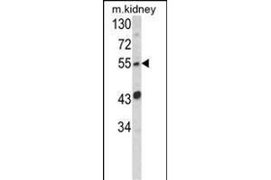 Western blot analysis of SIL1 Antibody (Center) (ABIN652450 and ABIN2842305) in mouse kidney tissue lysates (35 μg/lane). (SIL1 抗体  (AA 99-126))