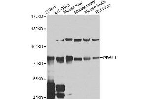 Western blot analysis of extracts of various cell lines, using PIWIL1 antibody (ABIN5974452) at 1/1000 dilution. (PIWIL1 抗体)
