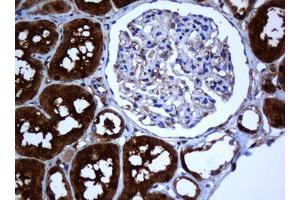 Image no. 2 for anti-Selenium Binding Protein 1 (SELENBP1) antibody (ABIN1500860) (SELENBP1 抗体)