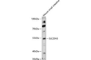 Western blot analysis of extracts of mouse small intestine, using SLC23 antibody (ABIN7270424) at 1:1000 dilution. (SLC23A3 抗体  (AA 394-493))