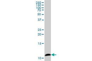 COX6B1 MaxPab polyclonal antibody. (COX6B1 抗体  (AA 1-86))