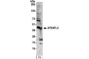 Western Blotting (WB) image for anti-Ataxin 7-Like 3 (ATXN7L3) (AA 297-347) antibody (ABIN7452924) (ATXN7L3 抗体  (AA 297-347))