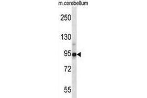 Western blot analysis in mouse cerebellum tissue lysates (35ug/lane) using Chordin  Antibody . (Chordin 抗体  (Middle Region))