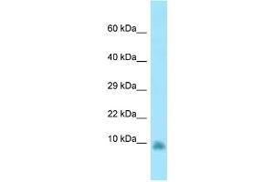 WB Suggested Anti-Gng13 Antibody Titration: 1. (GNG13 抗体  (N-Term))