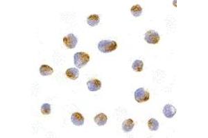 Immunohistochemistry (IHC) image for anti-BCL2-Like 10 (Apoptosis Facilitator) (BCL2L10) (N-Term) antibody (ABIN1031267)
