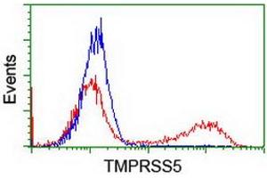 Image no. 2 for anti-Transmembrane Protease, serine 5 (TMPRSS5) antibody (ABIN1501447) (TMPRSS5 抗体)