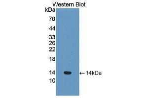 Western Blotting (WB) image for anti-Coagulation Factor VII (F7) (AA 315-433) antibody (ABIN1858762) (Factor VII 抗体  (AA 315-433))