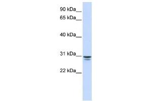 FFAR1 antibody (70R-10510) used at 0. (FFAR1 抗体  (N-Term))