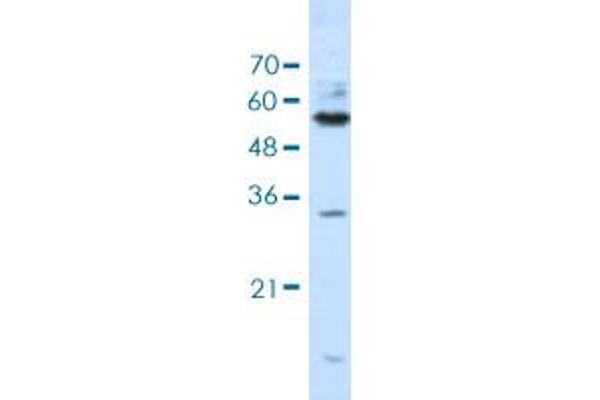 KHDRBS3 抗体  (AA 281-330)