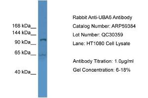 WB Suggested Anti-UBA6  Antibody Titration: 0. (UBA6 抗体  (Middle Region))