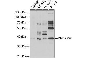 Western blot analysis of extracts of various cell lines, using KHDRBS3 antibody (ABIN6131841, ABIN6142833, ABIN6142834 and ABIN6222332) at 1:1000 dilution. (KHDRBS3 抗体  (AA 177-346))