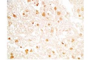 Rat brain tissue stained by Rabbit Anti-NERP-2 (Human) Antibody (NERP-2 抗体)