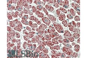 anti-NADH Dehydrogenase (Ubiquinone) 1 alpha Subcomplex, 7, 14.5kDa (NDUFA7) (Internal Region) antibody