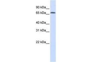 Image no. 1 for anti-Interferon Regulatory Factor 2 Binding Protein 1 (IRF2BP1) (AA 468-517) antibody (ABIN6741307) (IRF2BP1 抗体  (AA 468-517))