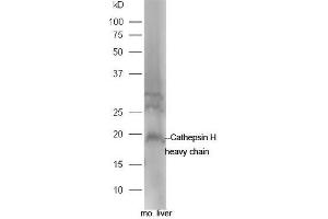 Mouse liver lysate probed with Rabbit Anti-Cathepsin H heavy chain Polyclonal Antibody, Unconjugated (ABIN2559428) at 1:300 in 4˚C. (Cathepsin H 抗体  (AA 116-200))