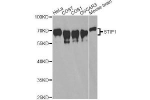 Western blot analysis of extracts of various cell lines, using STIP1 antibody. (STIP1 抗体  (AA 1-300))
