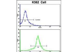 Flow cytometric analysis of K562 cells using PCM-1 Antibody (bottom histogram) compared to a negative control cell (top histogram). (PCM1 抗体  (C-Term))