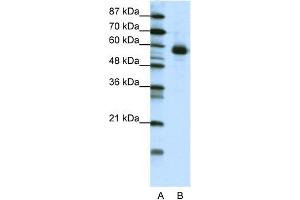 WB Suggested Anti-NFIL3 Antibody Titration:  1. (NFIL3 抗体  (N-Term))