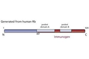 Image no. 2 for anti-Retinoblastoma 1 (RB1) (C-Term) antibody (ABIN967408) (Retinoblastoma 1 抗体  (C-Term))