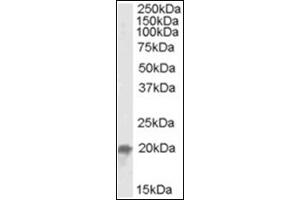 Image no. 2 for anti-Ubiquitin-Conjugating Enzyme E2F (UBE2F) (C-Term) antibody (ABIN375151) (UBE2F 抗体  (C-Term))