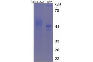 Image no. 2 for Nesfatin-1 (NES1) protein (Ovalbumin) (ABIN1880262) (NUCB2 Protein (Ovalbumin))